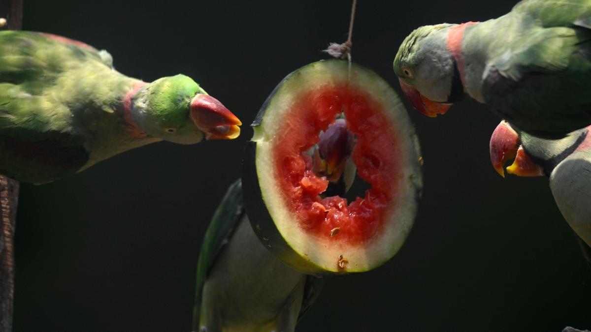 IMD warns of persistent heatwave in north Telangana with soaring temperatures