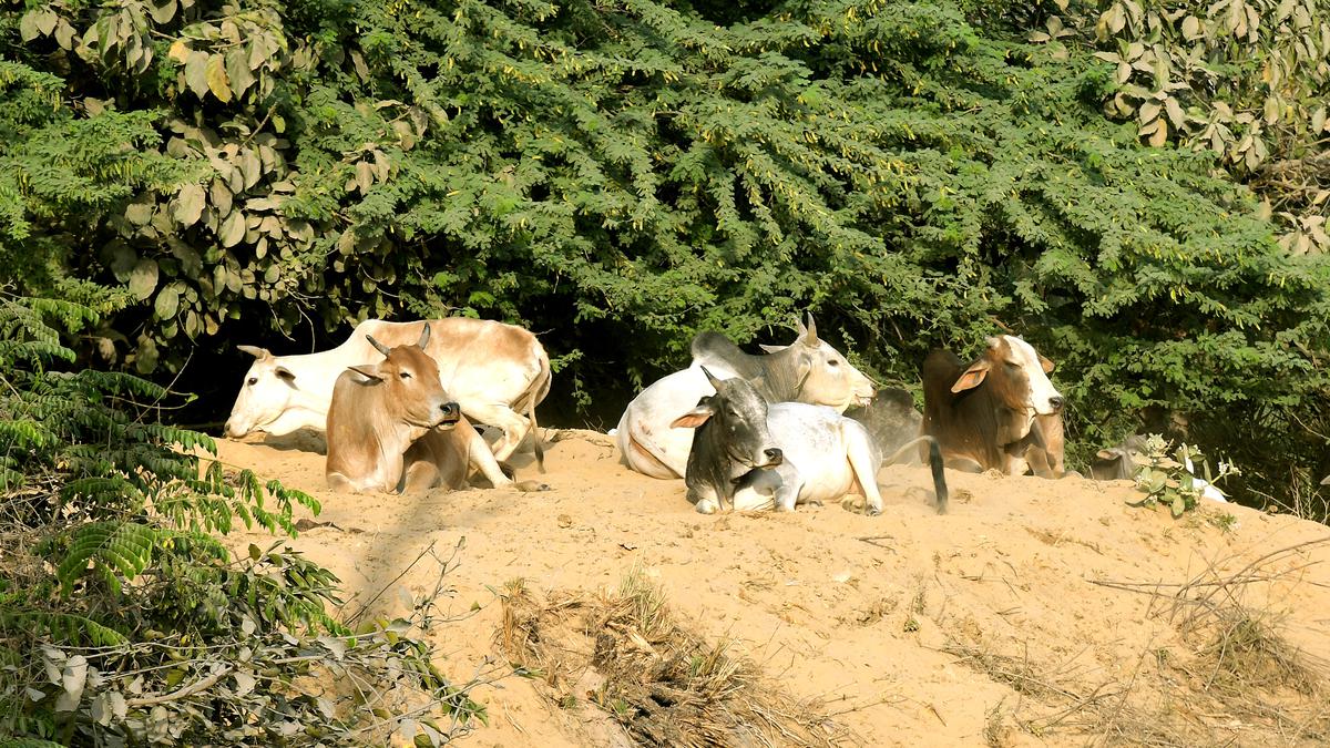 31 bulls illegally transported to Hyderabad for slaughter rescued by police