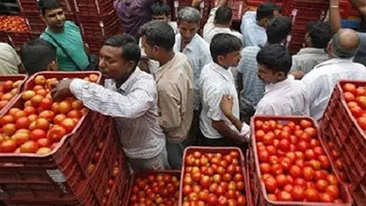 Tomatoes command ‘reasonable prices’ in Annamayya district despite low yields and slump in exports