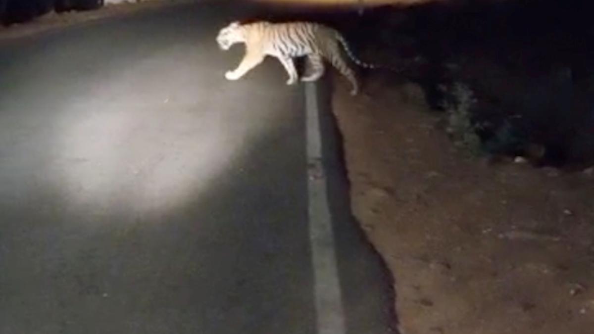 4-year-old tiger seen near Sakshi Ganapathi temple at Srisailam