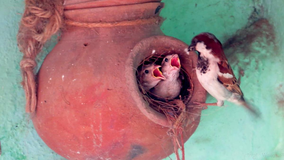 Safe haven for house sparrows on coast of Odisha