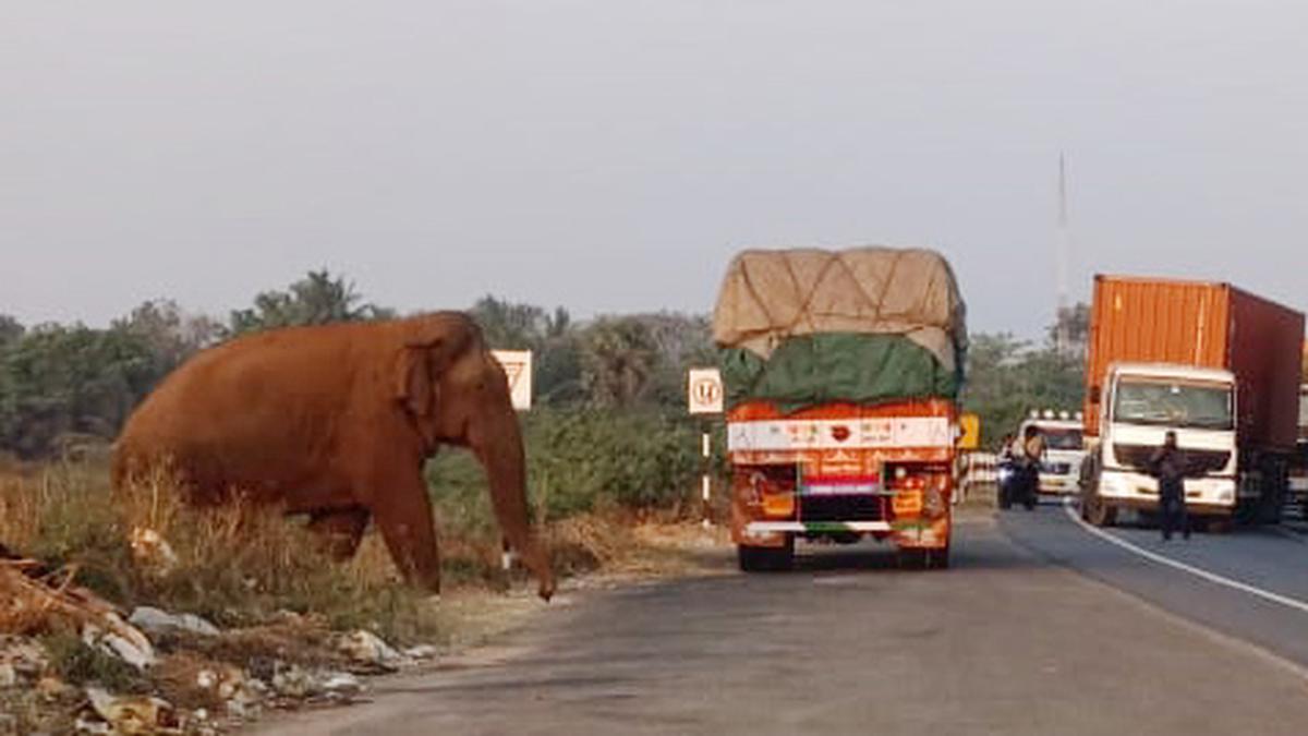 Wild makhna elephant in Coimbatore gets aggressive, knocks down compound wall 