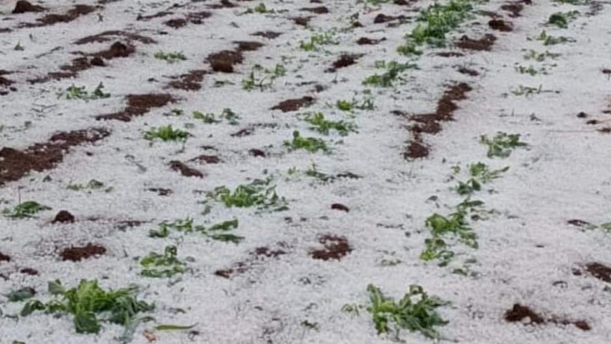 Over 7,770 hectares of horticultural crop lost to hailstorms and thunderstorms across State  
