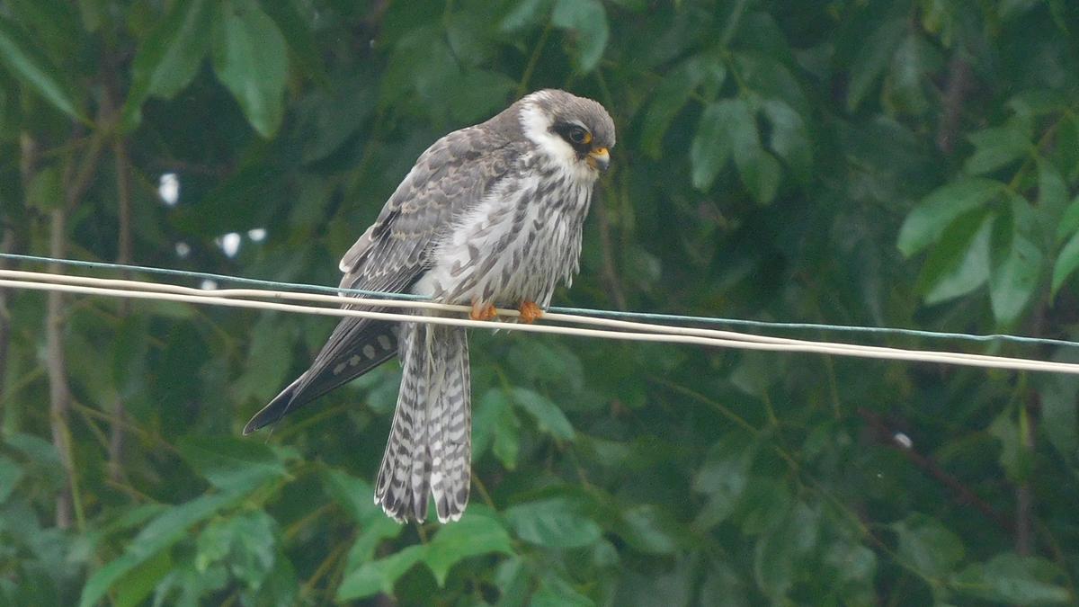 Cyclone Ditwah brings two Amur Falcons into Point Calimere