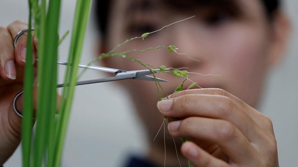 As sweltering summers ravage crops, Japan bets on heat-resistant rice