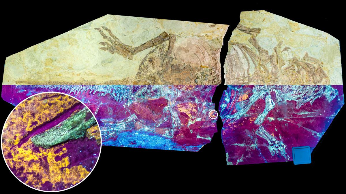 Une image à distribuer, formée en combinant différentes images, montre un fossile de la taille d'un chien du dinosaure Psittacosaurus du Crétacé de Chine, la moitié supérieure de l'image est affichée à la lumière naturelle et la moitié inférieure à la lumière UV, révélant le jaune orangé. fluorescence de la peau fossilisée, dans cette image non datée.
