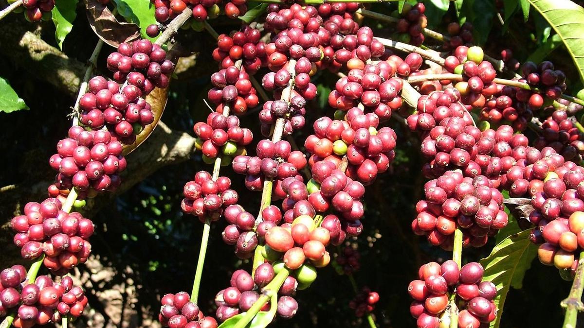 Union Budget 2026: Karnataka Planters’ Association, farmers expect climate-linked insurance cover for coffee