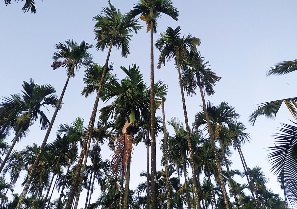 Central team to inspect areca plantations hit by leaf spot disease on November 22, says Karnataka Home Minister Araga Jnanendra