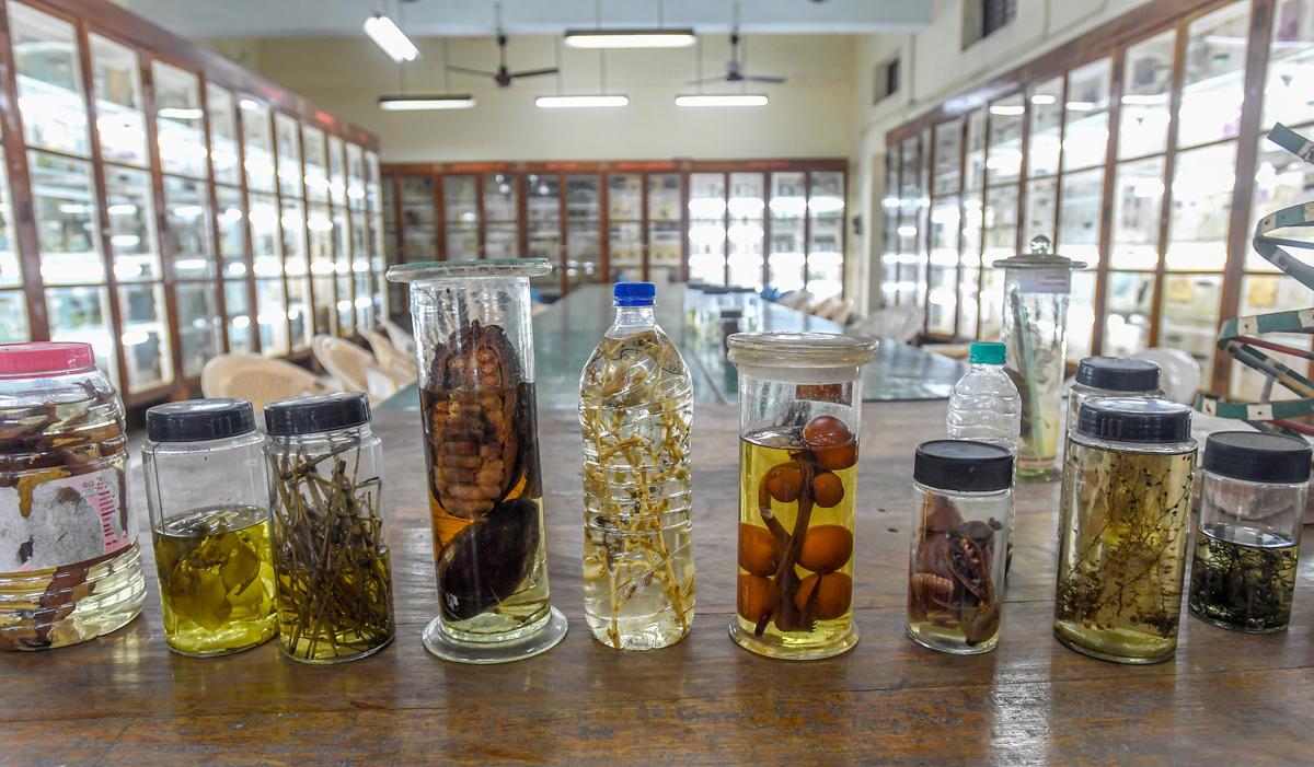Una vista del Museo de Botánica del Departamento de Botánica de la Universidad de Andhra, Visakhapatnam. Una vista del Museo de Botánica del Departamento de Botánica de la Universidad de Andhra, Visakhapatnam.