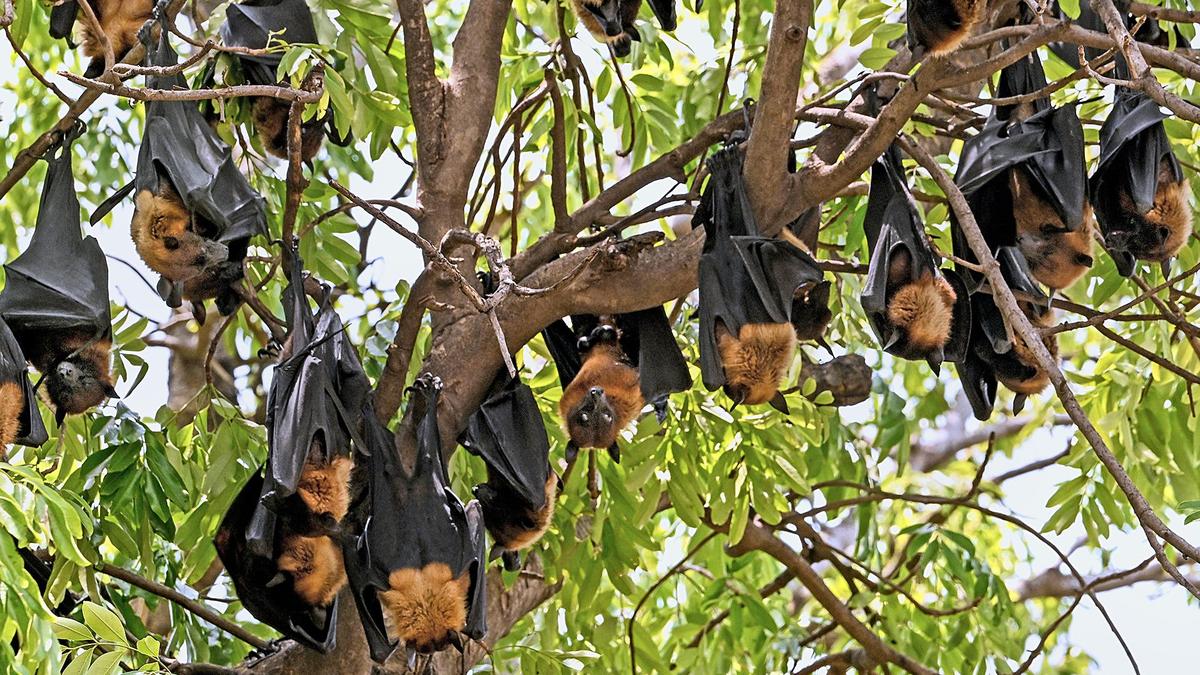 200 bats die due to heatwave in Chhattisgarh’s Korba