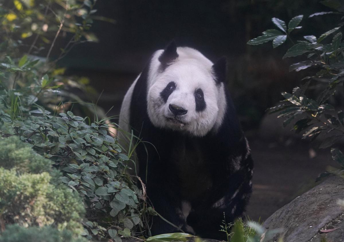 Decades of conservation efforts in the wild and study in captivity saved the giant panda from extinction, increasing its population from fewer than 1,000 at one time to more than 1,800 today in the wild and captivity.