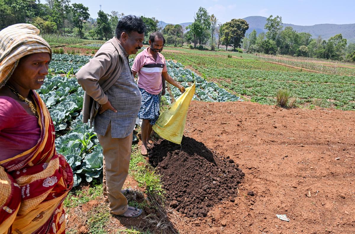 Farmers practising natural farming at Devuduvalasa village in Suvva Valley near Araku in the Eastern Ghats of Andhra Pradesh, about 130 km from Visakhapatnam. Farmers practising natural farming at Devuduvalasa village in Suvva Valley near Araku in the Eastern Ghats of Andhra Pradesh, about 130 km from Visakhapatnam.