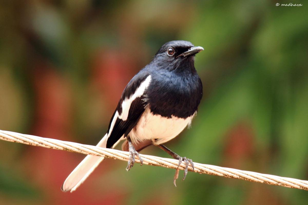 The magpie robin, often seen in the gardens of Thiruvananthapuram, has many melodious calls. 