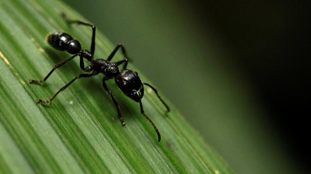 Sci-Five | The Hindu Science Quiz: On ants