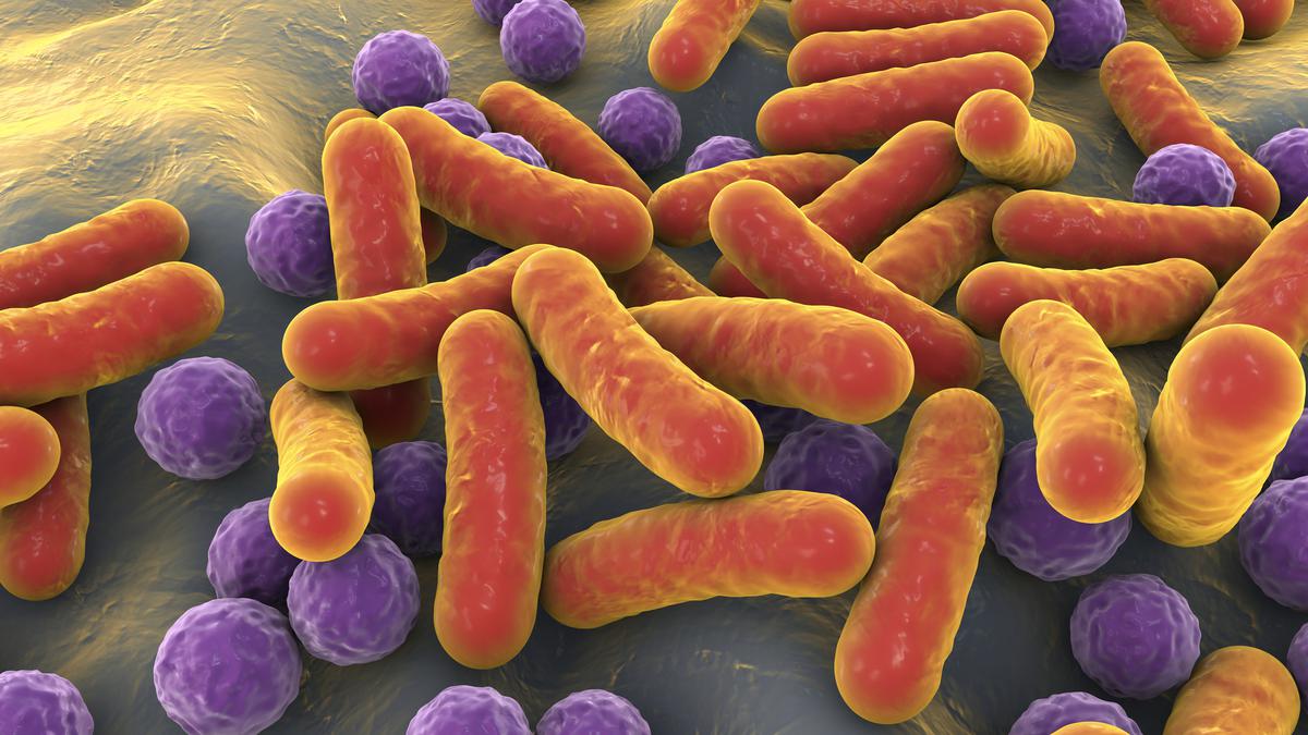 Humans Evolved With Their Microbiomes Like Genes Your Gut Microbes