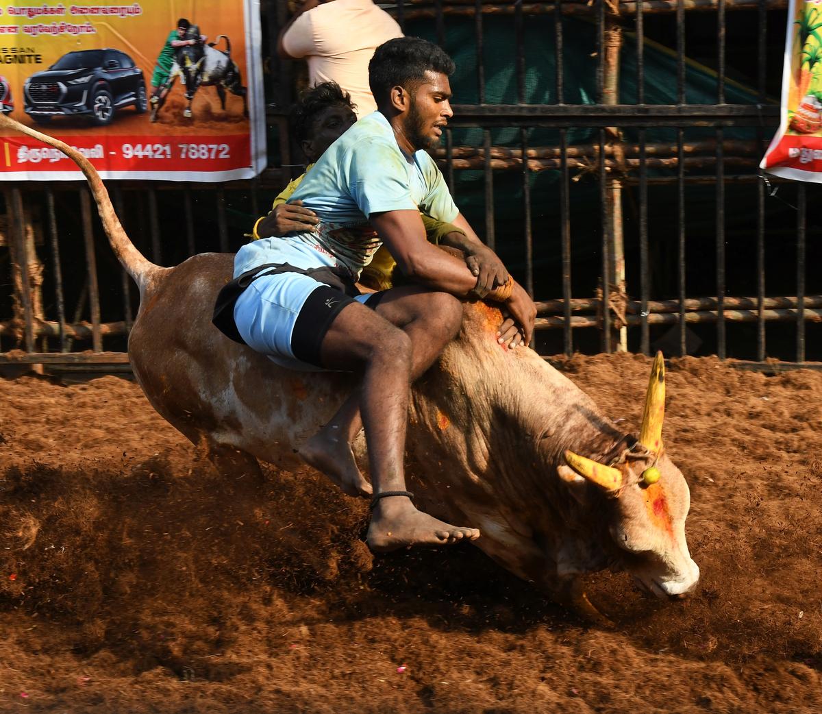 9864 15 1 2023 14 44 12 2 AVANIYAPURAMJALLIKATTU 02