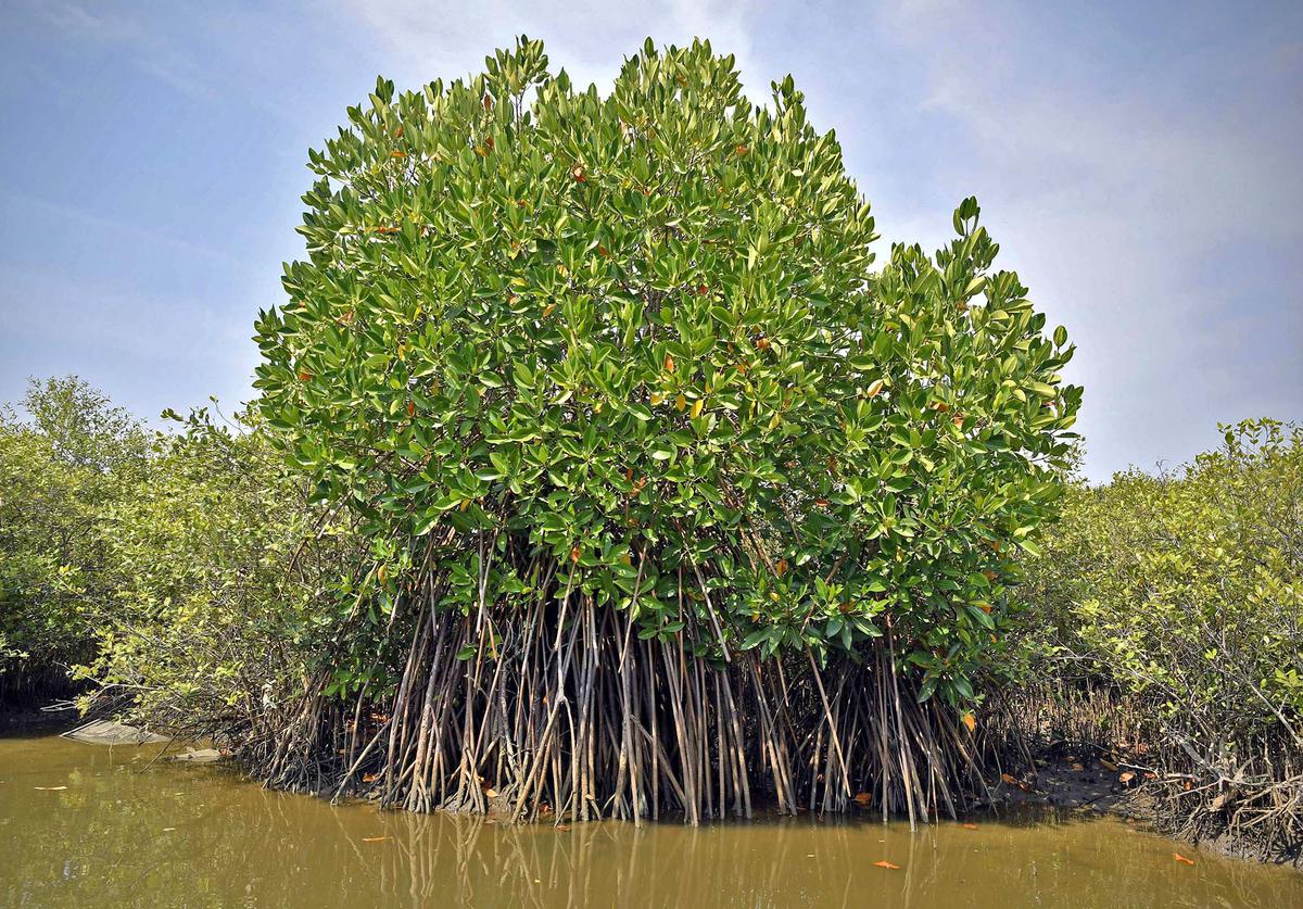 The Strange Effect Of The Moon On Mangrove Forests The Hindu