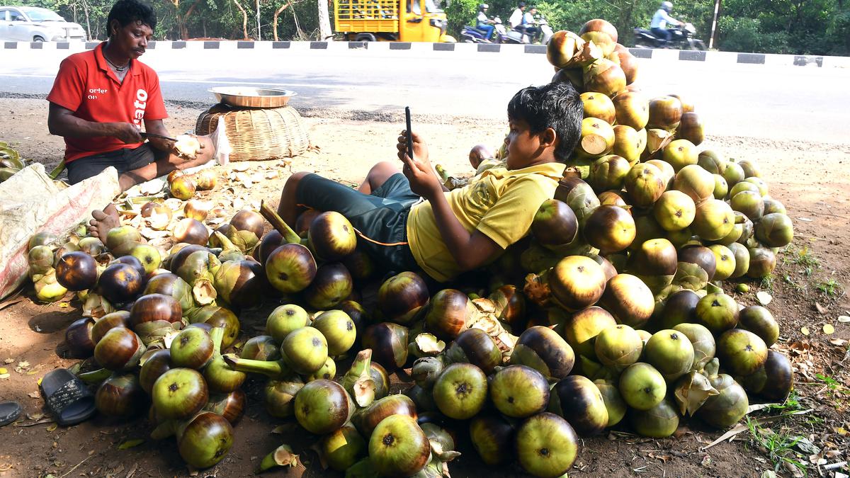 Ice apples are selling like hot cakes in Visakhapatnam