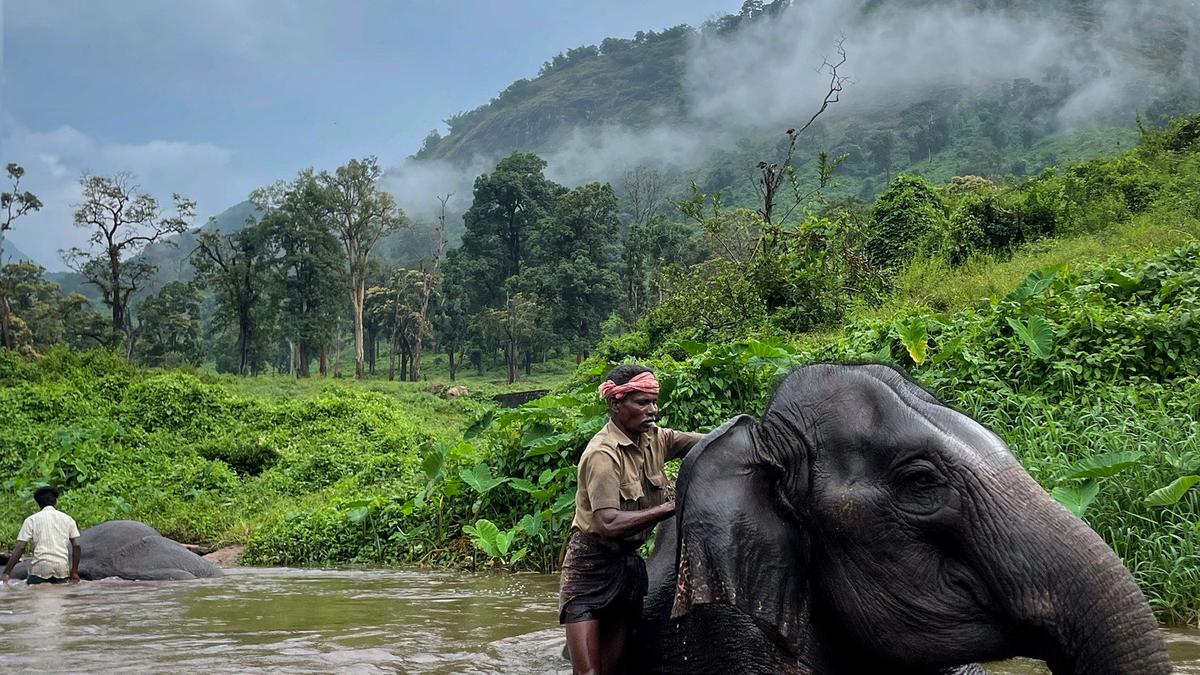 The elephant whisperers of the Western Ghats  The elephant whisperers of the Western Ghats