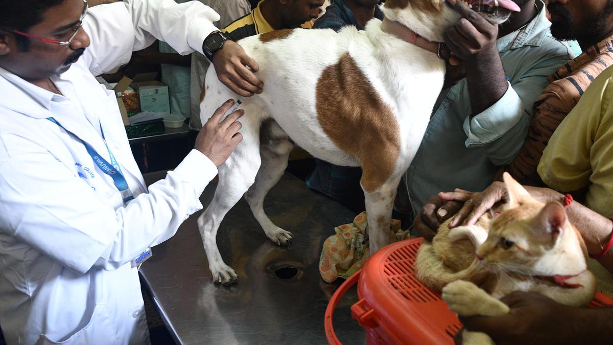 Dog bites emerging as serious public health issue, government hospitals in Chennai see surge in administration of anti-rabies vaccine