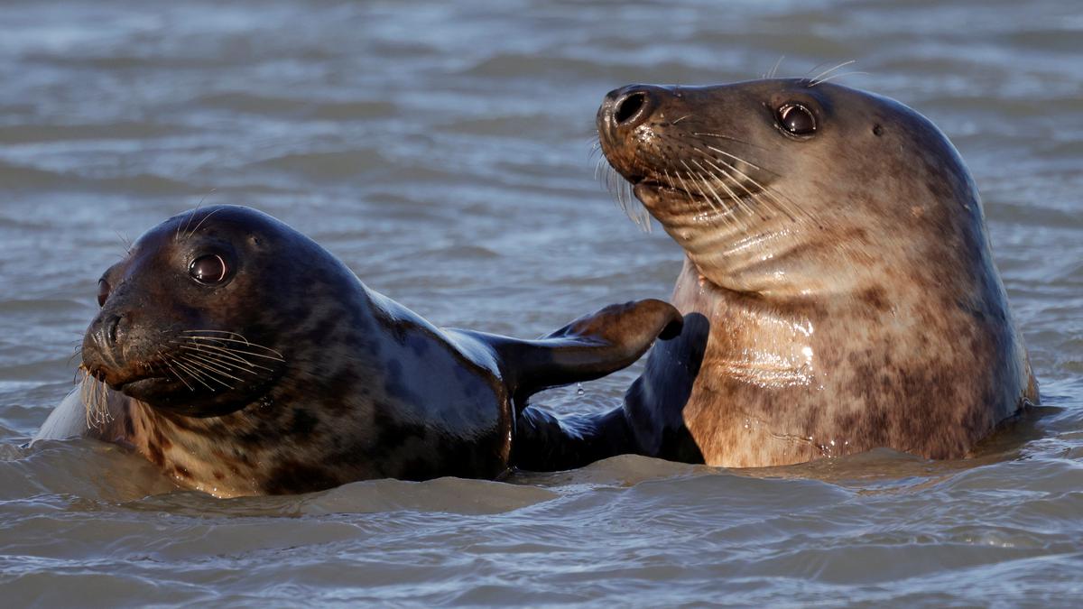 Shetland sanctuary fights to save seals as pollution takes toll