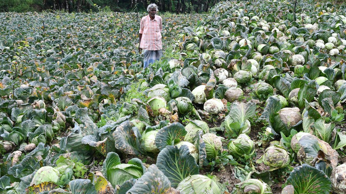 Cabbage sells at all-time low; farmers allow it to decay in fields on Kodaikanal hills
