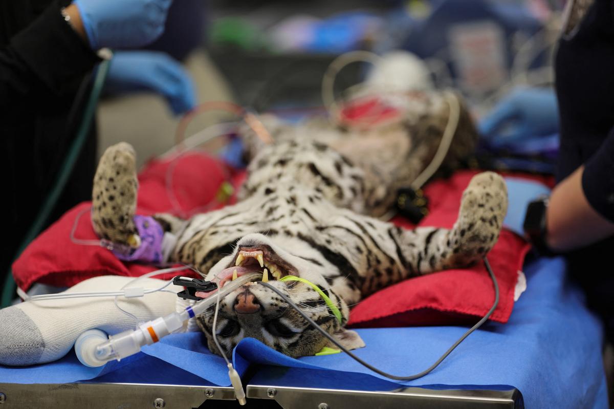 Genoveve, a 12-year-old female ocelot, is prepped for an artificial insemination procedure at the Houston Zoo in Houston, Texas, U.S., December 12, 2024. 