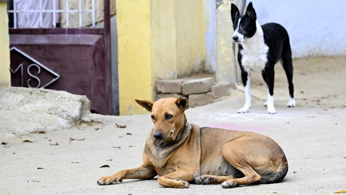 Stray dog menace: Kochi Corporation’s ABC centre operations hampered by vehicle issues, Opposition alleges apathy