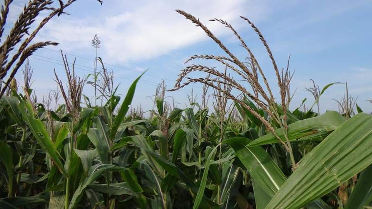 Climate change: Punjab's cotton, maize yield to dip by 11-13% by 2050, says report