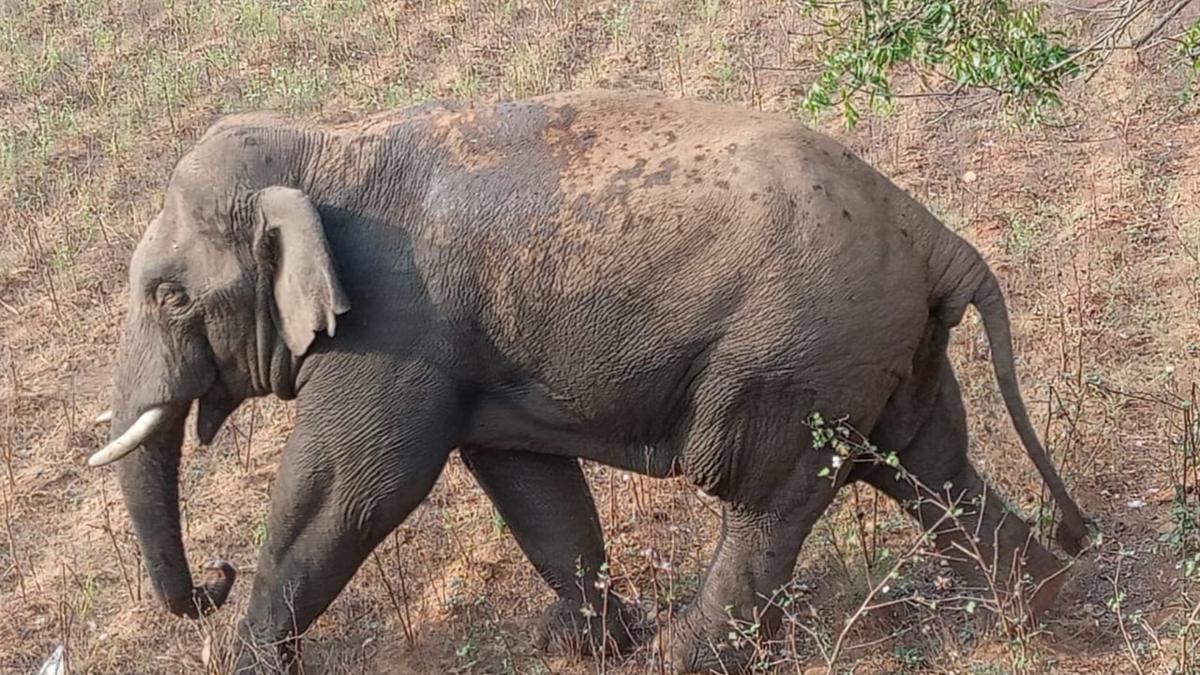 Forest and Revenue Departments, Tangedco, to work jointly to prevent elephant deaths in Dharmapuri district