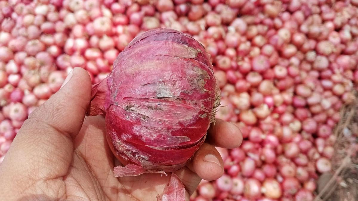 Glut in market leaves onion traders teary eyed 
