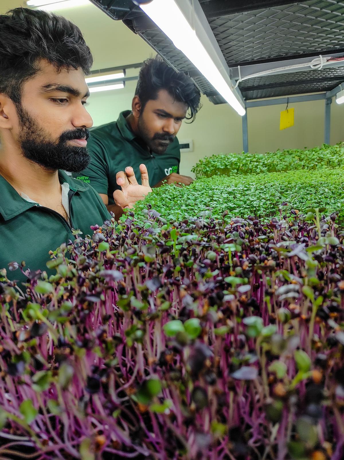 (From left) Rahul GB and Ananthu Raj RC in the room where they grow microgreens