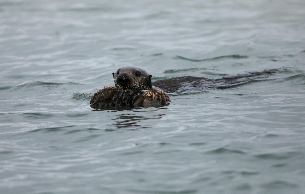 An adult sea otter pushes a sea otter pup on the surface of the Elkhorn Slough in Moss Landing, California, U.S. May 14, 2021. Picture taken May 14, 2021. 