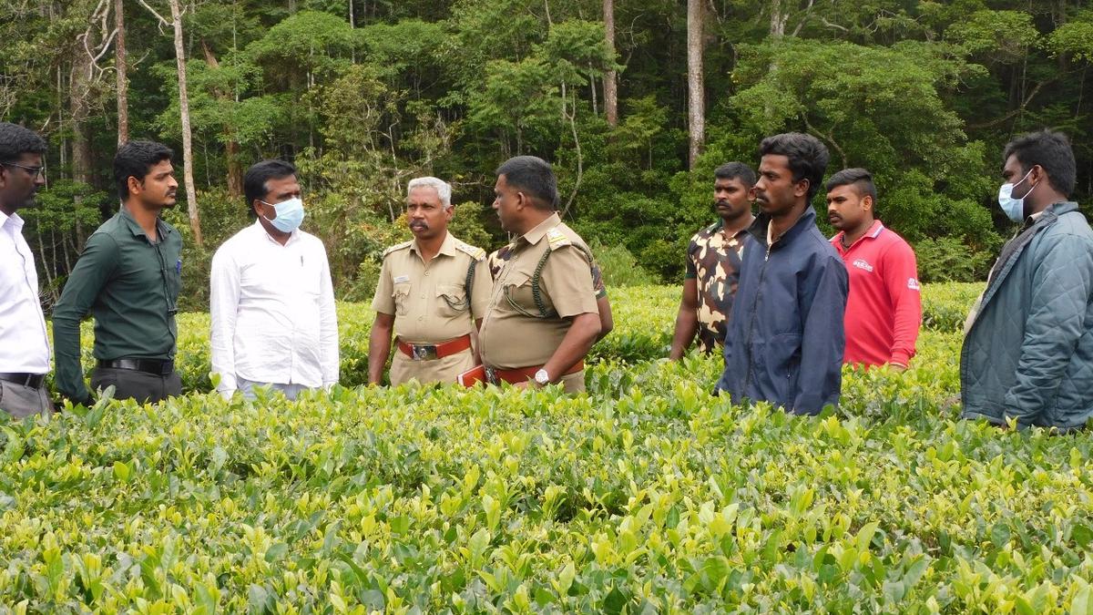 Second sloth bear attack in Valparai tea estate in a week