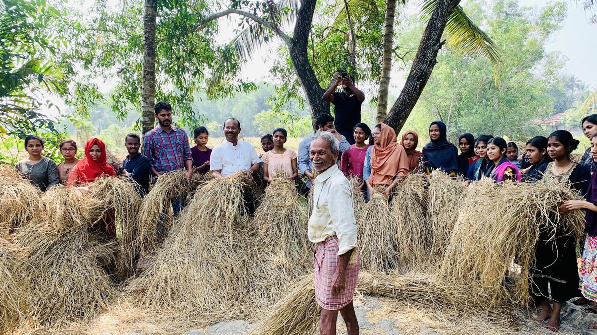 Shortage of labourers: elderly farmer gets support from college students to harvest paddy