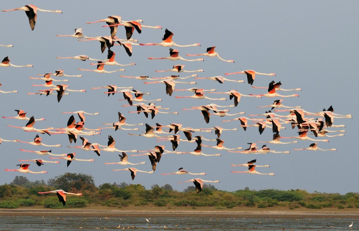 A flock of greater flamingoes in flight at Pulicat