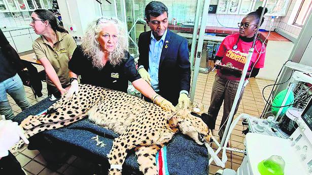 PM Modi to release cheetahs brought from Namibia in Madhya Pradesh's Kuno National Park