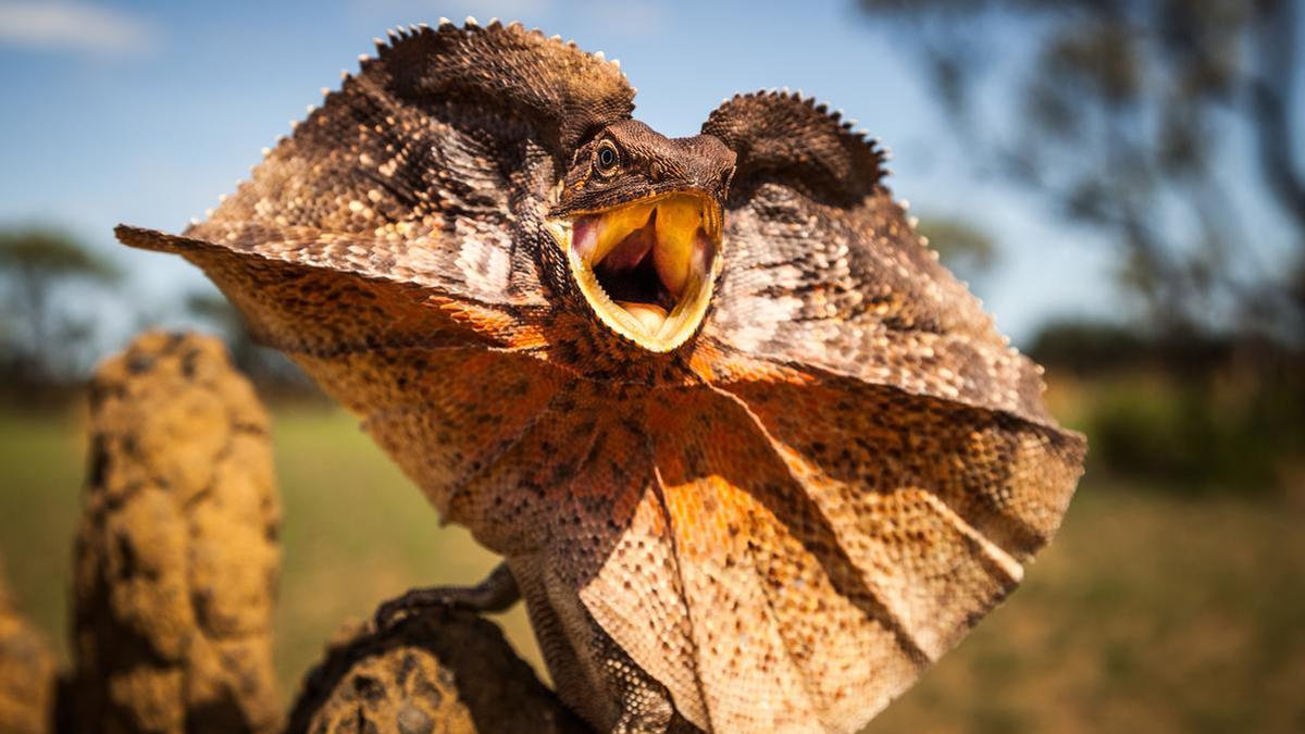 What’s a frilled lizard?