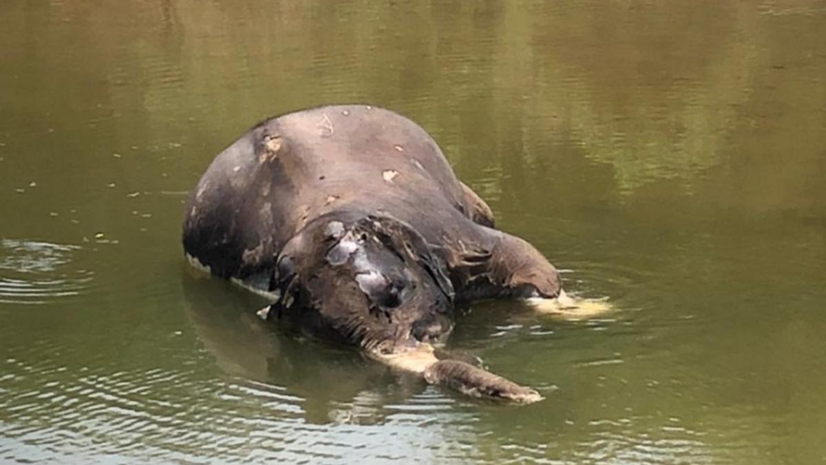Two adult elephants found dead in Hogenakkal range, toll goes up to six in T.N. in less than 30 days