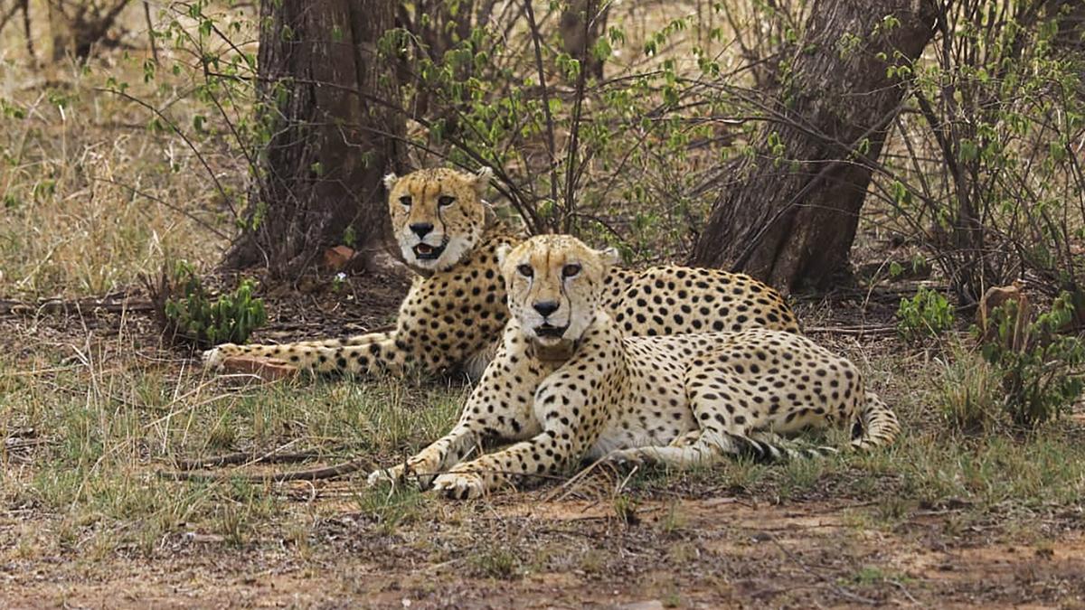 What is the current status of the introduction of African cheetahs?