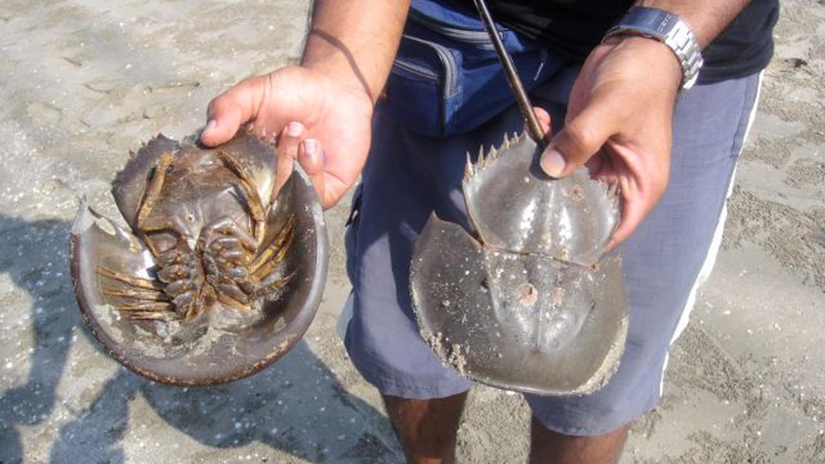 Scientists raise alarm over Horseshoe crabs leaving the breeding ground along Odisha coast