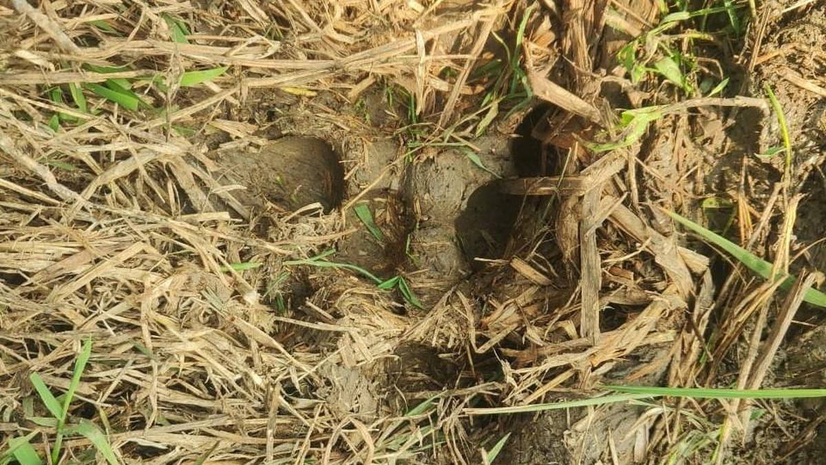 Amid screaming by locals, Tadoba tiger escapes tranquilization in human habitation in East Godavari