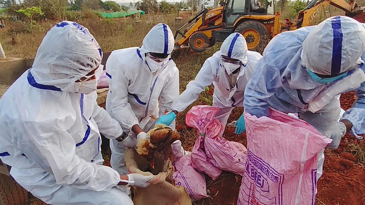 H5N1 virus detected in Hesaraghatta poultry centre; no need for panic, says Dinesh Gundu Rao