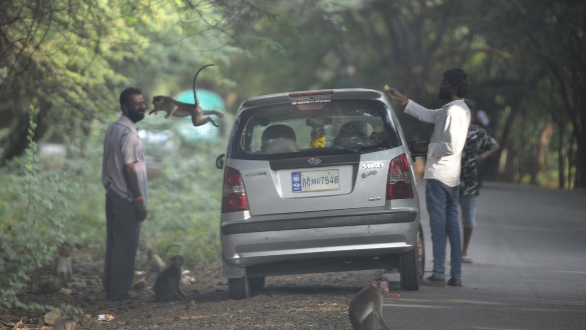 Man vs. wild in burgeoning Bengaluru
Premium