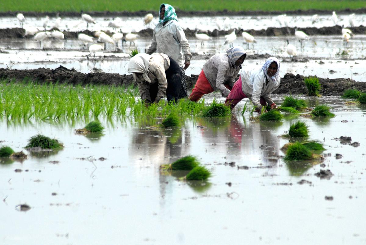 Thanks to bountiful rains, farmers gear up for a good rabi in South Coastal Andhra Pradesh