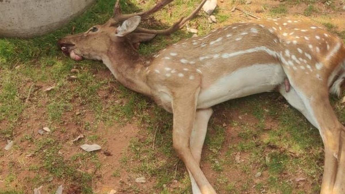 Spotted deer killed in stray dog attack