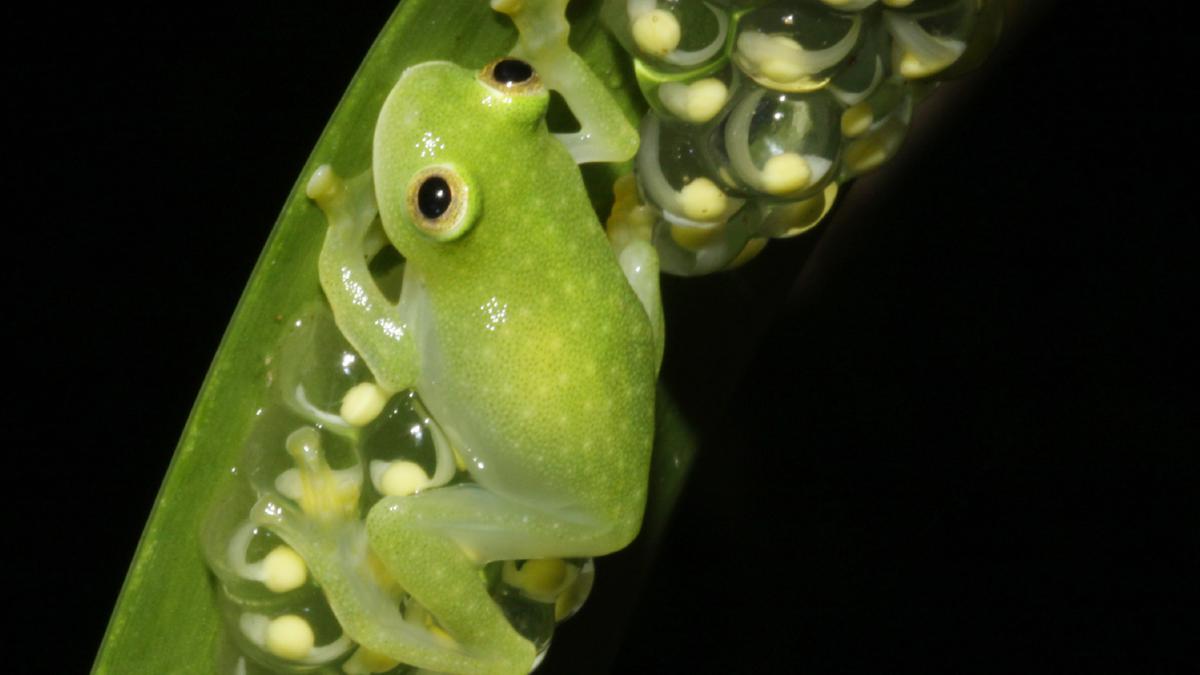 Glassfrogs turn transparent by concealing red blood cells in liver, a study finds