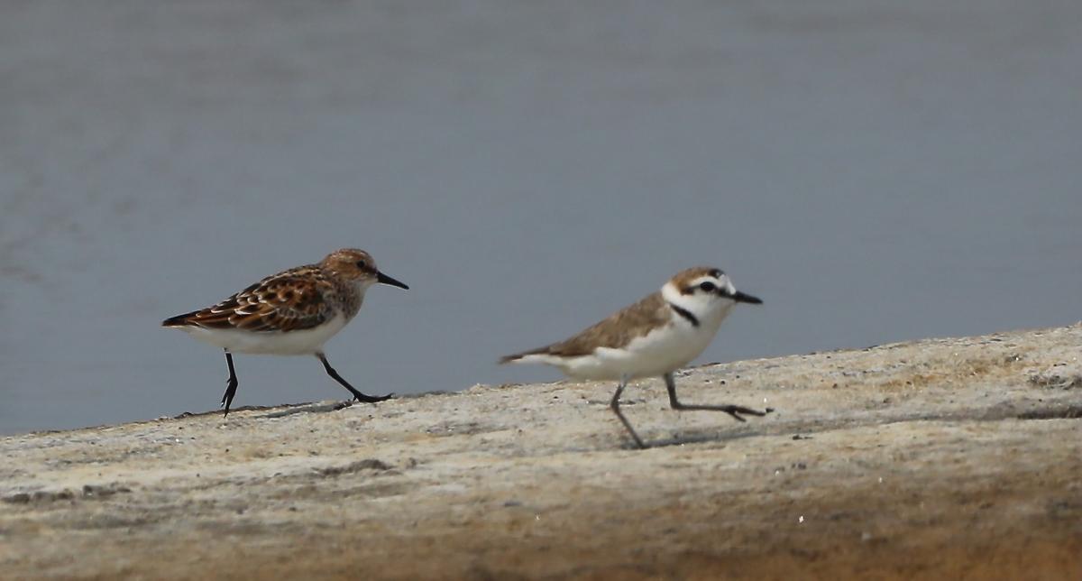 These images taken during the end of April and early part of May in 2025 show Little stints and Kentish plovers sharing space at a saltern in Thaiyur, near Kelambakkam. These images taken during the end of April and early part of May in 2025 show Little stints and Kentish plovers sharing space at a saltern in Thaiyur, near Kelambakkam.
