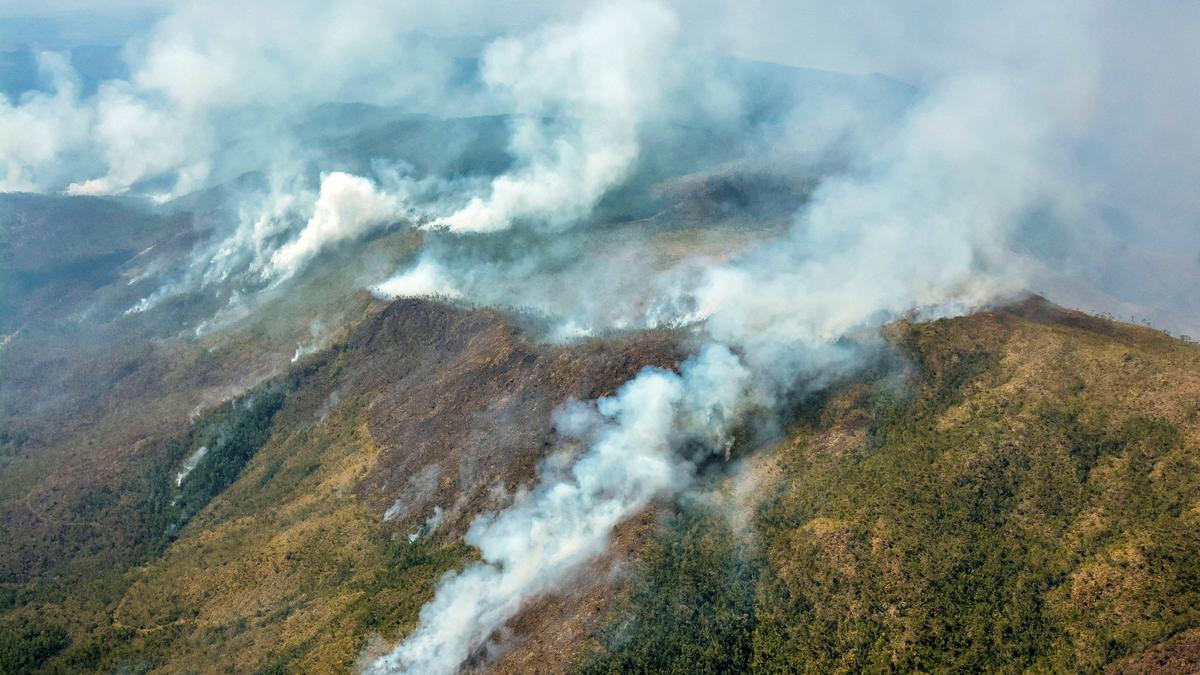 Altering how wildfires burn could help recover iconic forests