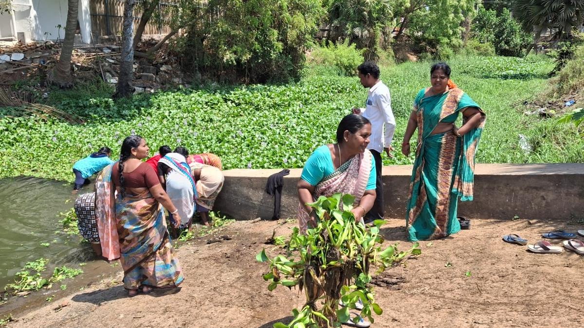 Invasive water hyacinth turned into organic manure in West Godavari